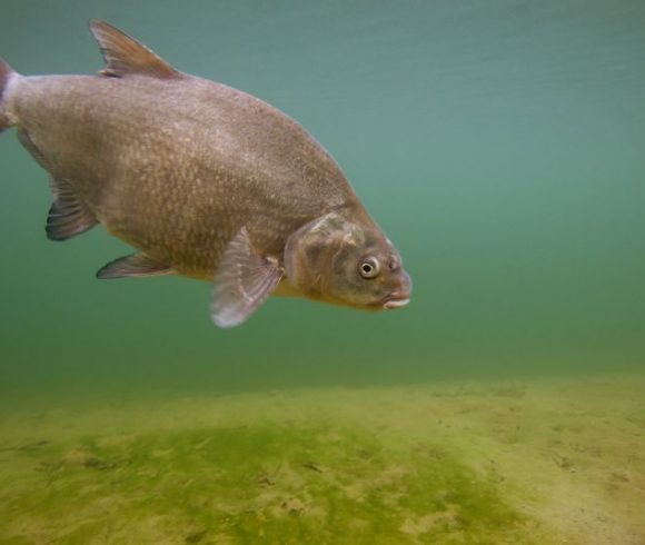 Les poissons de l'Allier - Fédération de Pêche de l'Allier