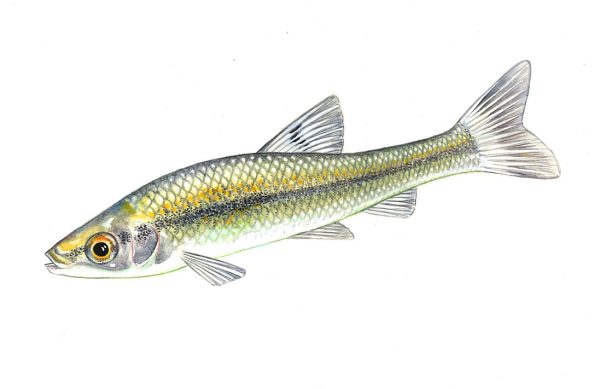 Les poissons de l'Allier - Fédération de Pêche de l'Allier