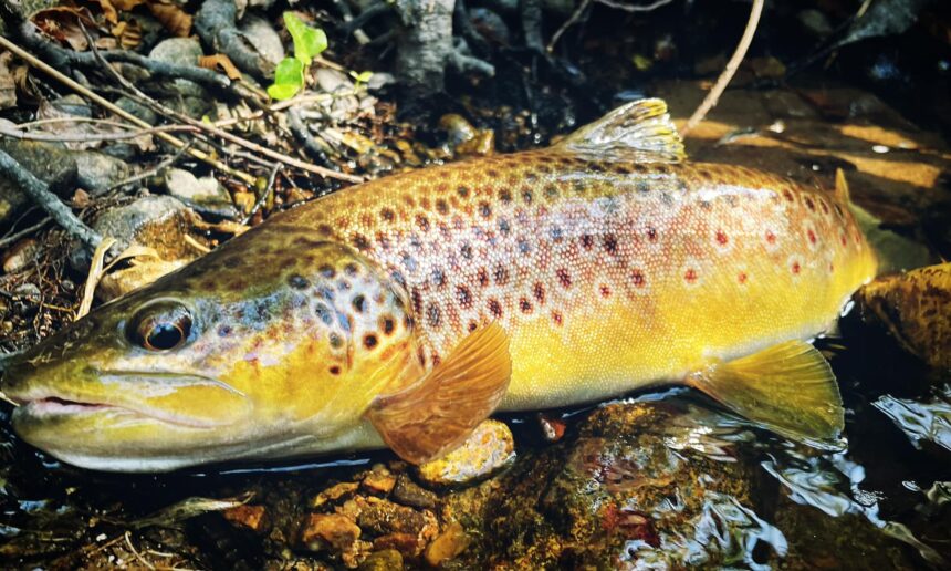 L'Allier met la truite en première ligne : cinq infos importantes pour la  saison de pêche qui démarre - Moulins (03000)
