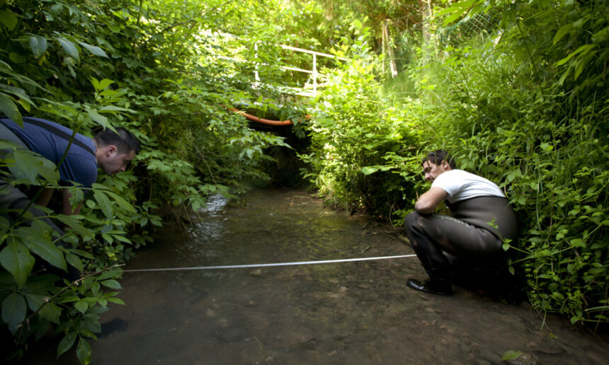 SUIVI THERMIQUE DES COURS D’EAU DE L’ALLIER – BILAN 2024